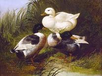 Ducks by a Stream-John Frederick Herring Jr.-Art Print