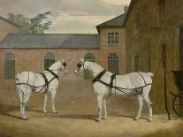 Mr. Sowerby's Grey Carriage Horses in His Coachyard at Putteridge Bury, Hertfordshire, 1836-John Frederick Herring Snr-Giclee Print