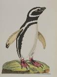 Illustration of a Penguin from 'Cimelia Physica. Figures of Rare and Curious Quadrupeds, Birds...'-John Frederick Miller-Giclee Print