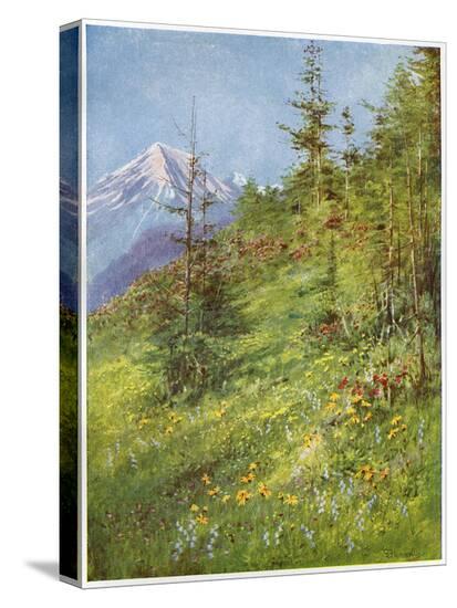 Stretched Canvas Print, , large