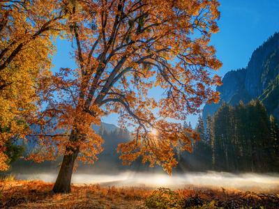 Autumn Oak Sunrise & Fog