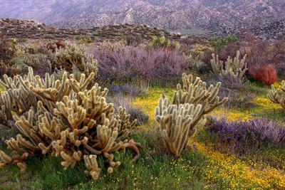 Desert Cactus and Wildflowers
