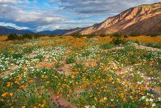 Desert Wildflowers in Henderson Canyon-John Gavrilis-Photographic Print