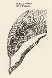 Sugar Cane, 1597-John Gerard-Stretched Canvas