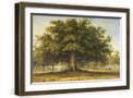 Brown Frame