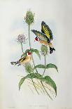 Goldfinch (Carduelis Elegans)-John Gould and H.C. Richter-Stretched Canvas