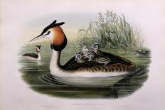 Great Crested Grebe (Podiceps Cristatus)-John Gould and H.C. Richter-Giclee Print