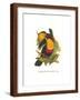 Brown Frame