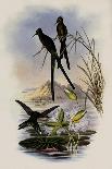 Golden-Throated Hummingbird, Chrysobronchus Virescens-John Gould-Giclee Print