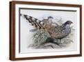 Brown Frame