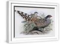 White Frame