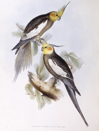 Cockatiel (Nymphicus Hollandicus)