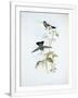 Gramercy White