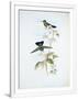 Gramercy White