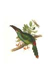 Reinwardt's Trogon-John Gould-Laminated Giclee Print