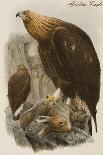 Eagle Owl, Lithographic Plate from "The Birds of Europe"-John Gould-Giclee Print