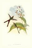 Golden-Throated Hummingbird, Chrysobronchus Virescens-John Gould-Giclee Print