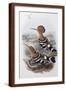 Brown Frame