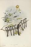 Pteroglossus Hypoglaucus from 'Tropical Birds'-John Gould-Giclee Print