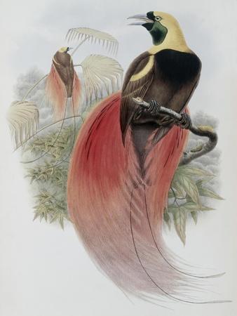 Marquis de Raggi's Bird of Paradise