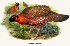 Scarlet Robin (Petroica Multicolour)-John Gould-Giclee Print