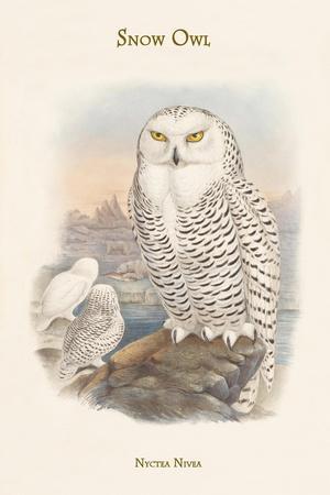 Nyctea Nivea - Snow Owl