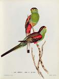 Western Swallow-Tail, Eupetomena Hirundo-John Gould-Giclee Print