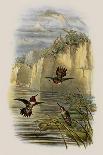 Small Gould Hummingbird II-John Gould-Art Print