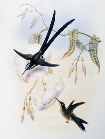 Scissor-Tailed Hummingbird (Hylonympha Macrocerca)