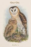 Strix Candida - Grass Owl-John Gould-Art Print