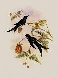 Golden-Throated Hummingbird, Chrysobronchus Virescens-John Gould-Giclee Print