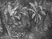 'In the Bush', c1880-John Greenaway-Giclee Print
