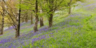 Wild English Bluebells are Lit Up by the Early Morning Sunrise-John Greenwood-Framed Stretched Canvas