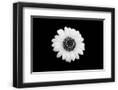 Chelsea Black