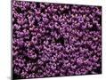 Wood Mount
