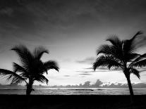 Two Palms BW-John Gusky-Photographic Print