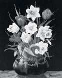 Pyrethrums and Freesias-John Halford Ross-Giclee Print
