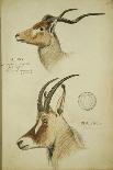 Drawing of an Antelope and a Fox-John Hanning Speke-Giclee Print