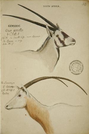Cemsboc and Leuconyx, C.1863