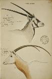 Seven Antelopes/Gazelles, C.1863-John Hanning Speke-Giclee Print