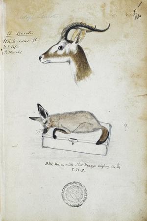 Drawing of an Antelope and a Fox