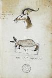 Cemsboc and Leuconyx, C.1863-John Hanning Speke-Giclee Print