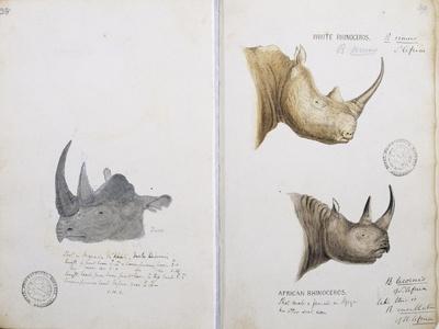 White Rhinoceros and African Rhinoceros, 1862