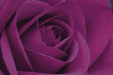 Persian Purple Rose-John Harper-Art Print