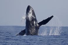 Humpback Whale (Megaptera novaeangliae) adult, breaching at surface of sea, Ogasawara Islands-John Holmes-Framed Photographic Print