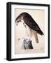 Chelsea Black