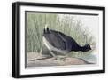 Black Frame
