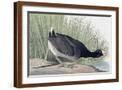 Brown Frame