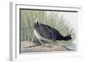 White Frame