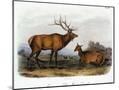 Wood Mount